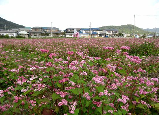 加古川永室の赤い蕎麦 ソバ の花 09 10 Hasyan の 旅の散歩道