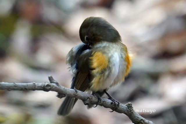 ルリビタキ ふわふわの感じ Matsuyoの鳥さん日記