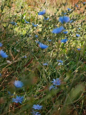 夏の青い花 ラングドック 大地を吹く風