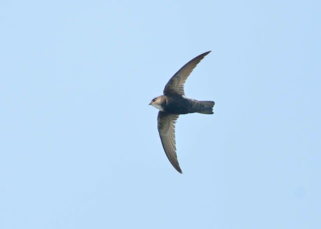 野鳥!夢みる大千鳥