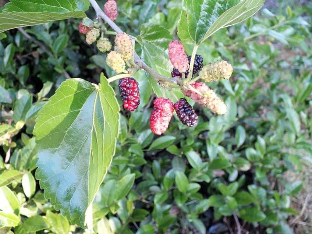 クワ 桑 花追いウォーキング