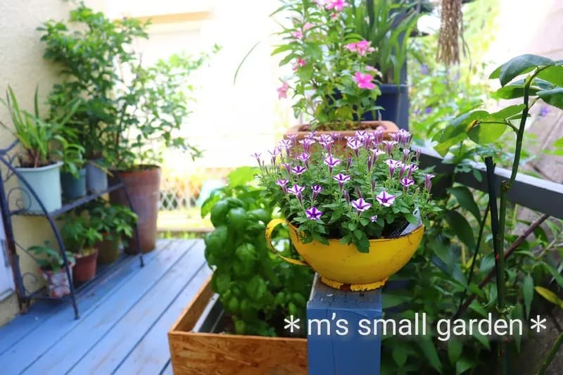 これで枯らしたらガーデニング無理ってレベルの簡単さ M S Small Garden Milky Mamaの小さな庭