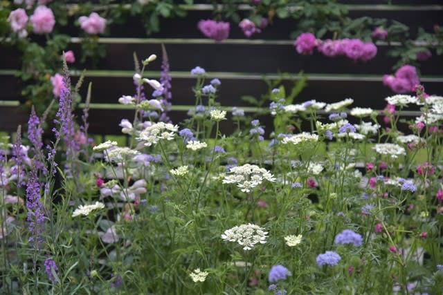 小さな日陰庭で 今春素敵だったバラとコラボさせたブルー系の花々 ギリア トリコロール 他 小さな庭の小さな幸せ チャッピーのバラ庭より