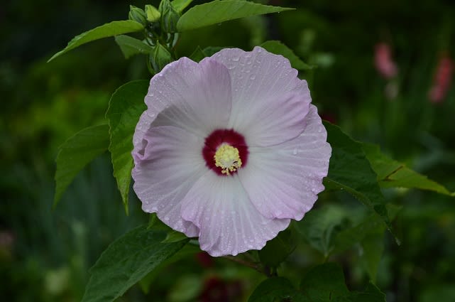 晩夏の花 フォトリーフつれづれ