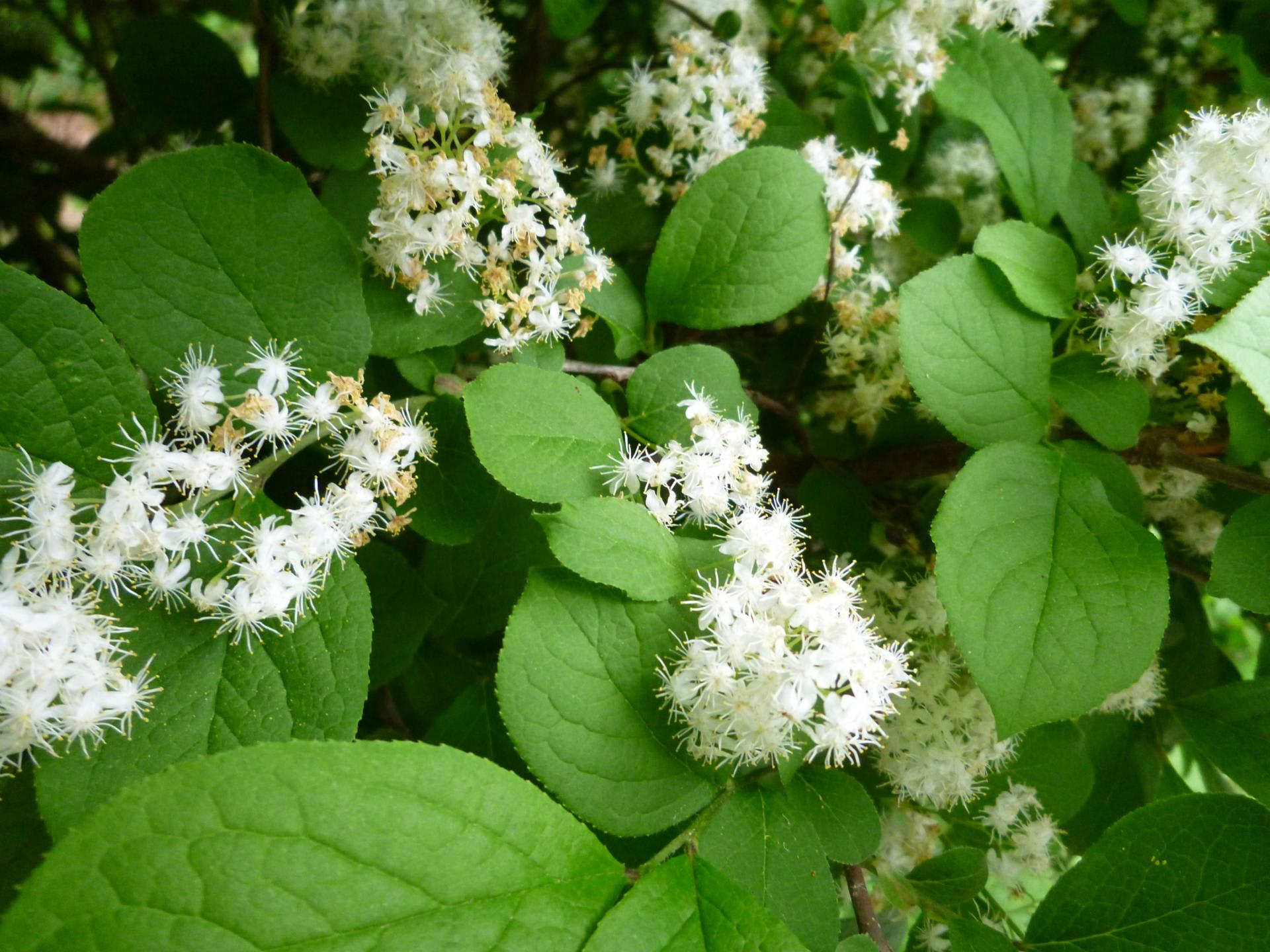 サワフタギの花と山の木々の花 癒しの庭