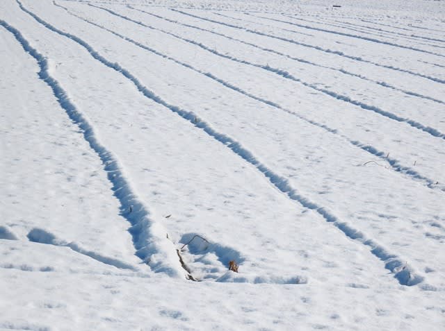 雪に覆われた田圃