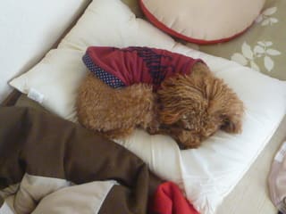 人間用枕で犬用ベッドへの道 その１ ポリエステルだらけの冬支度 Macaron