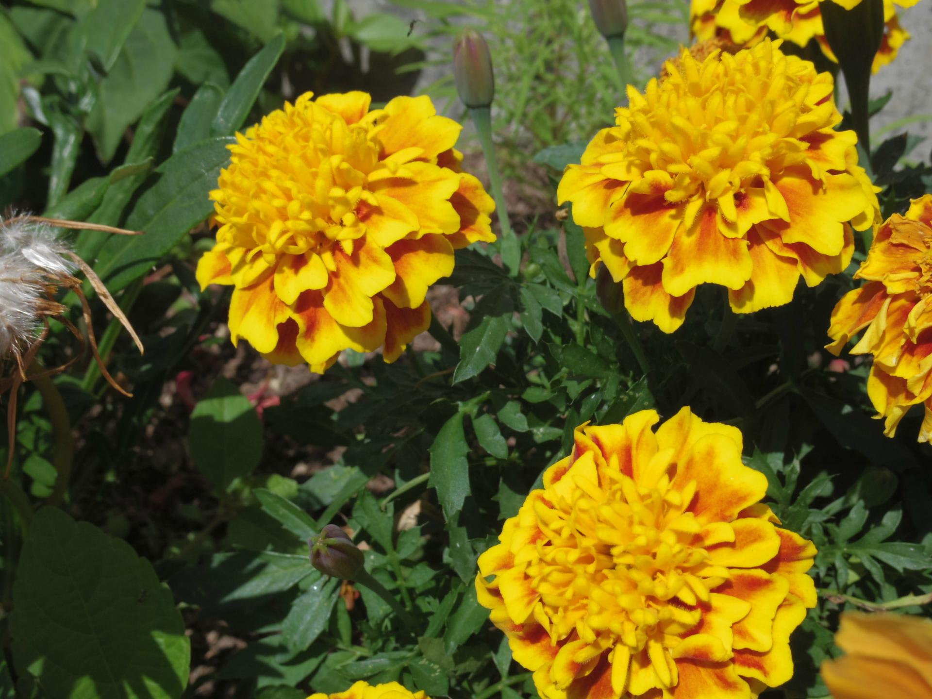 夏の空とビタミンカラーな花 さいちママのブログ
