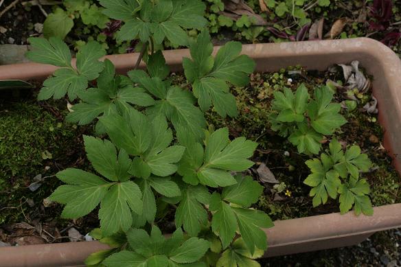 似ている植物 ハマウドとアシタバ Miracle Nature 奄美大島の自然