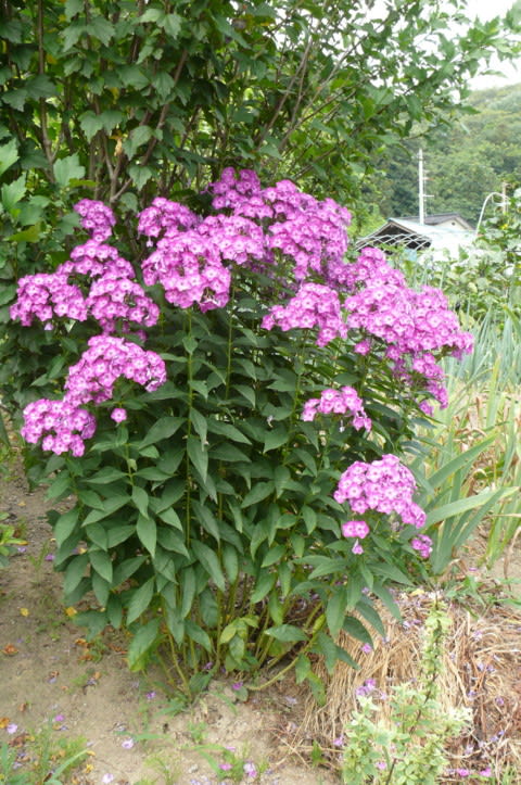 一関市大東町摺沢の宿根フロックス オイランソウ ２０１２年８月3日 金 Peaの植物図鑑