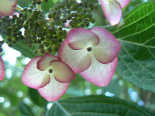 キヨスミサワアジサイ（清澄沢紫陽花） - peaの植物図鑑