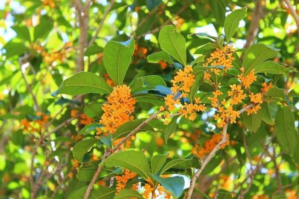 金木犀の花、オレンジ色の庭♪ - TAMAと花たち