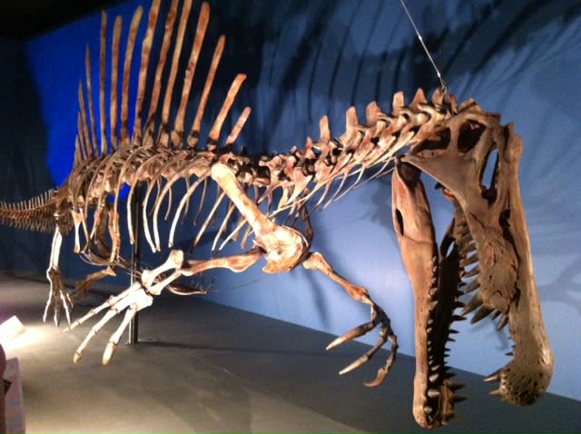 スピノサウルス 脊椎 化石 本物 恐竜 - その他