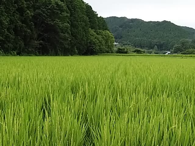 季語 稲 中西碧秋 稲の穂の寂光芒より淋し 空見日和 季語 稲 中西碧秋 稲の穂の寂光芒より淋し 空見日和