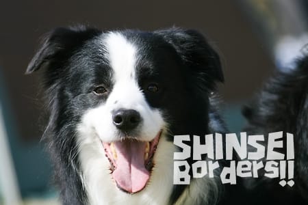 bordercollie_ボーダーコリー