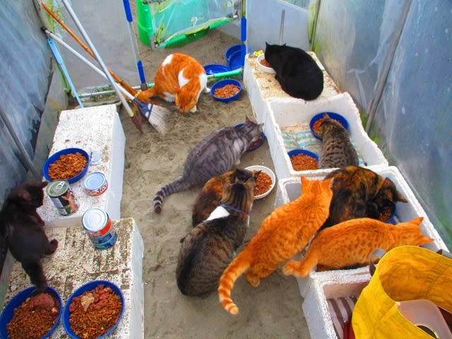 下津の野良猫 1004 雨のためハウスは満員 気まぐれな猫たち 下津の野良猫 1004 雨のためハウスは満員 気まぐれな猫たち