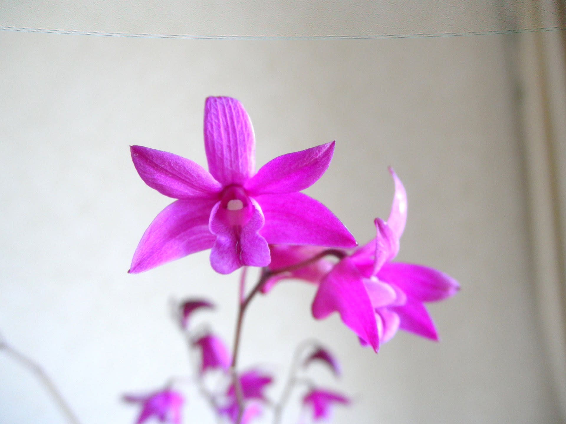 名前はオーキッドデュー やまのうえから