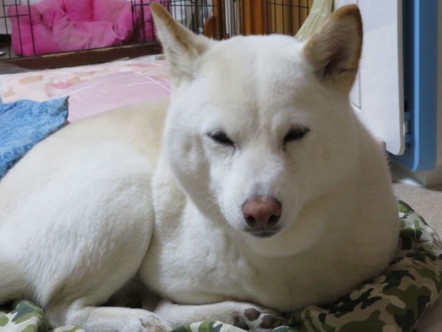 またまた愛ちゃんの香箱座り 白柴犬 愛のおてんば日記