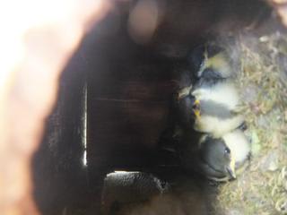 巣箱の住人 クマムシ好きの日常