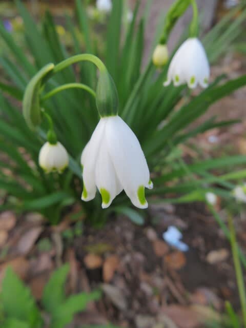 スズランのような小さな白い花が可憐な スノーフレーク 早春の花 031 野の花 庭の花