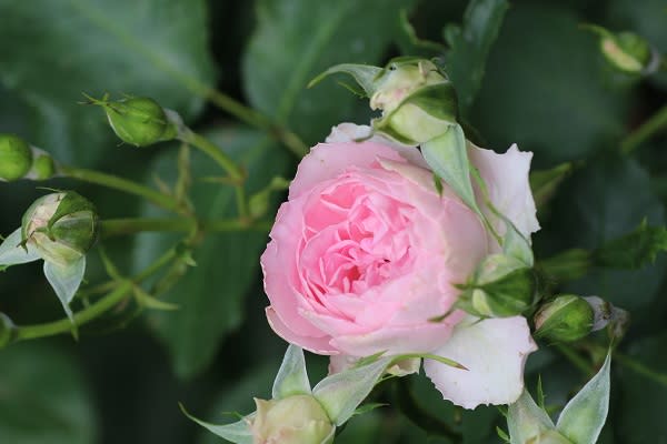 抹茶の香りのジャンティーユ5月18日のバラ - 薔薇と草花の日記