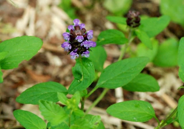 浮島湿原の花5 ウツボグサなど 井伊影男の植物観察 浮島湿原の花5 ウツボグサなど 井伊影男の植物観察