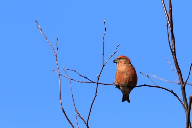 事件です 車上荒らしに遭う 野鳥情報も最後にあり 野鳥と野鳥写真 観察と展示