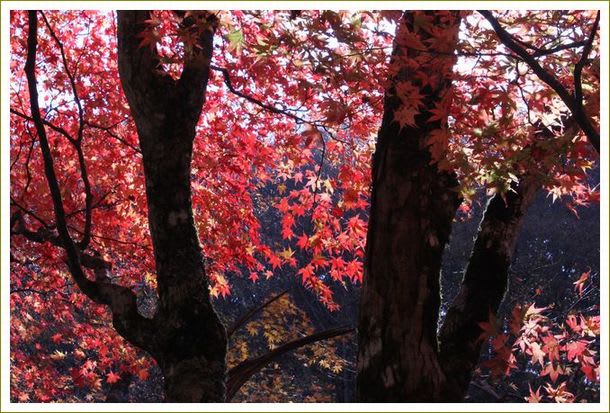 紅葉と平滝