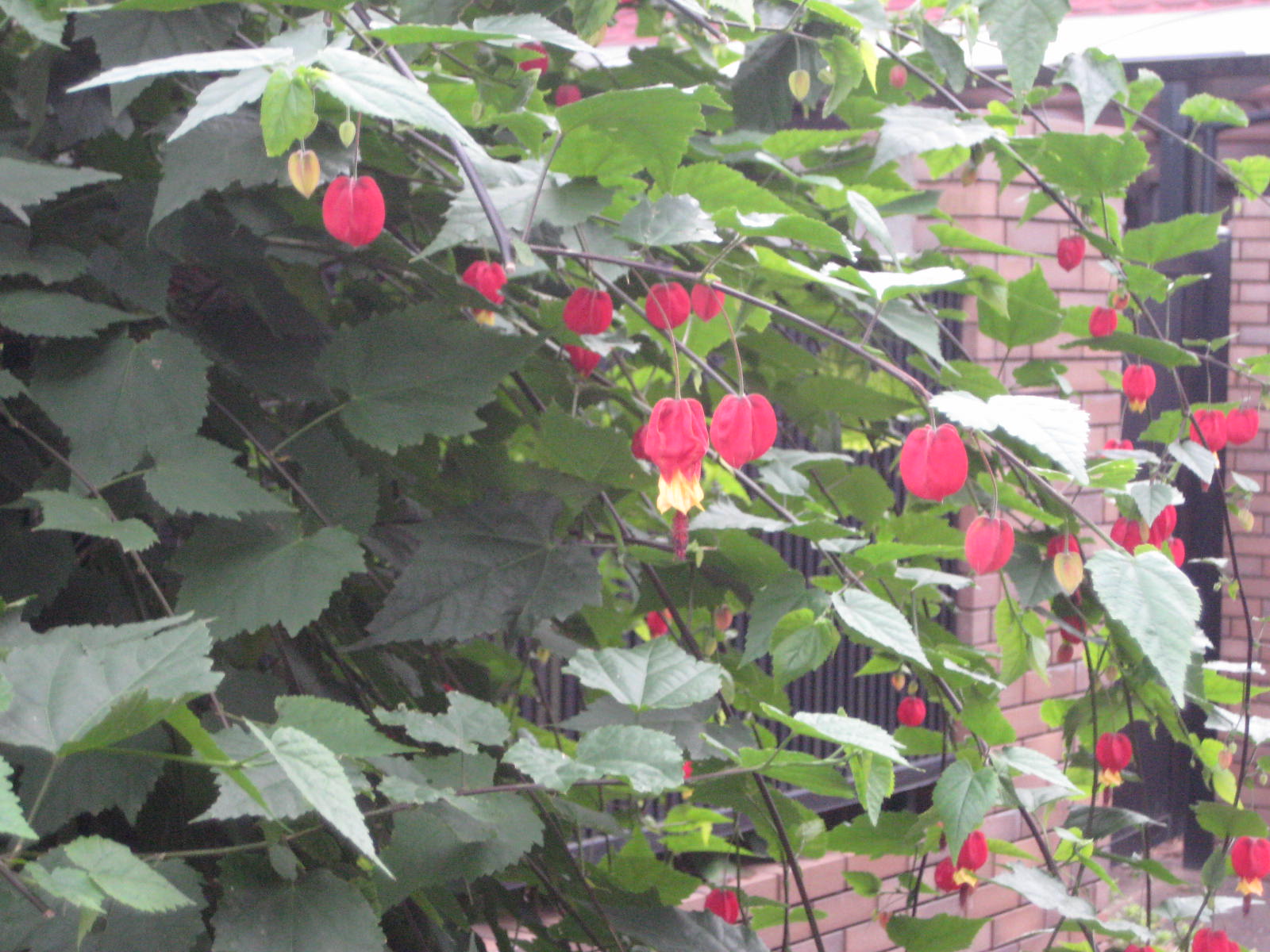 チロリアンランプ ウキツリボク 浮釣木 花熟里 けじゅくり の静かな日々 チロリアンランプ ウキツリボク 浮釣木 花熟里 けじゅくり の静かな日々