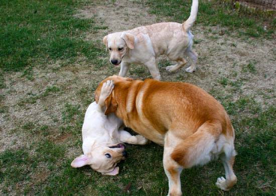 父犬デュークと子供 子犬 達 水曜日 ラブラドール トリプルスター昨日 今日 明日