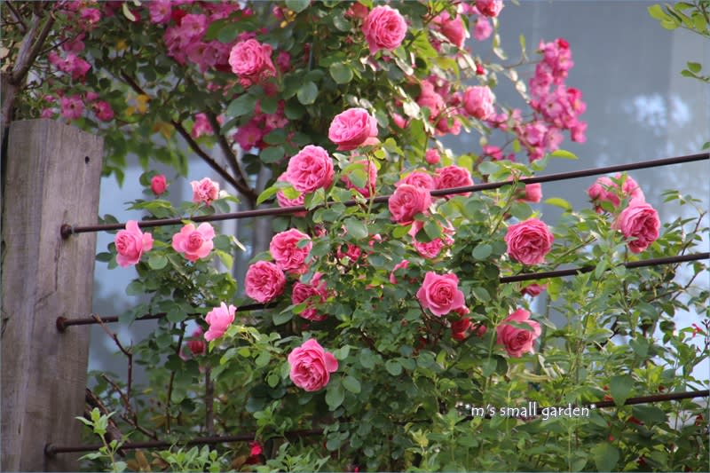 M S つる薔薇の庭19 レオナルド ダ ヴィンチが期待以上の活躍でした M S Small Garden Milky Mamaの小さな庭