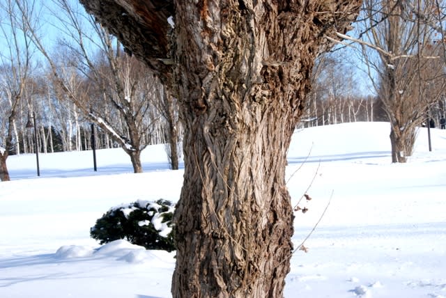 冬の樹木ウォッチング ポプラ２ 井伊影男の植物観察
