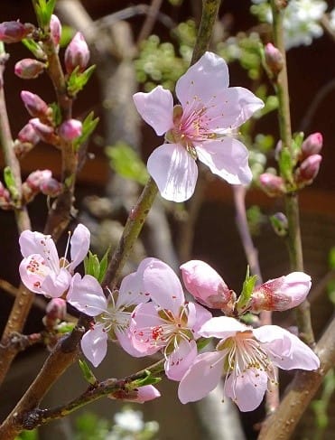果樹の花 ２ 桃とプラム Koba の庭 春夏秋冬