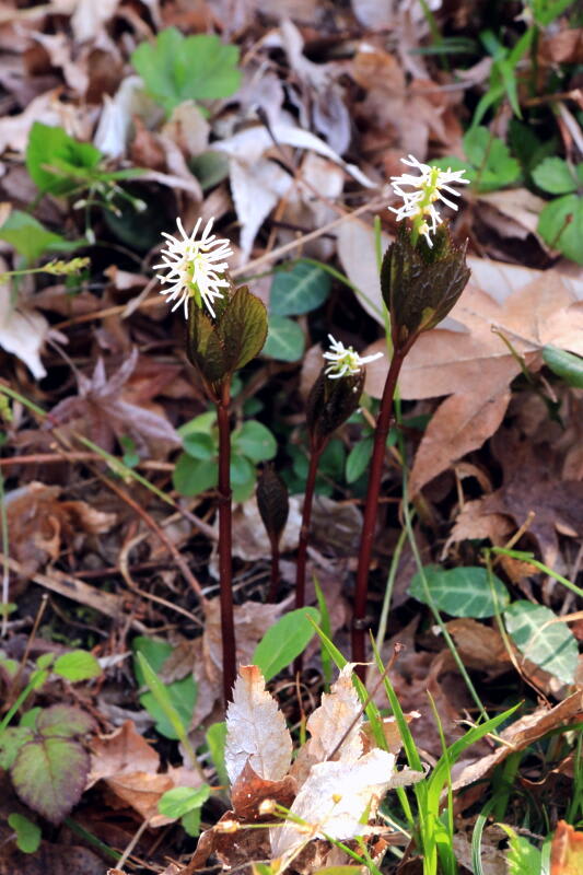 季節の花　一人静（ヒトリシズカ）の画像