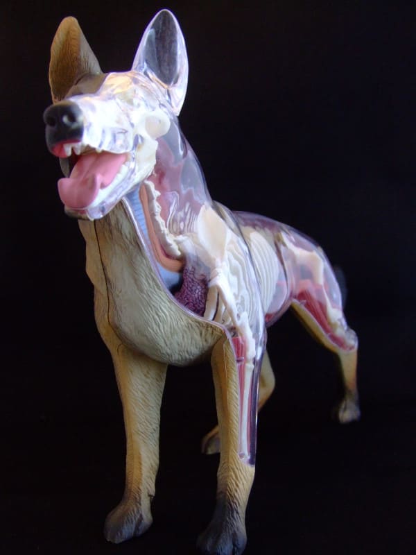 17734円 毎日激安特売で 営業中です 研究モデル教育リソース犬の脊椎モデル-犬の骨格骨モデル犬の脊椎モデル-動物の犬の解剖学的教育犬の脊椎モデル-獣医の研究教育用