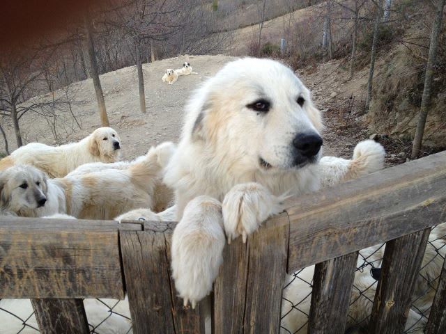 スペインの犬舎の犬達 つれづれ日記