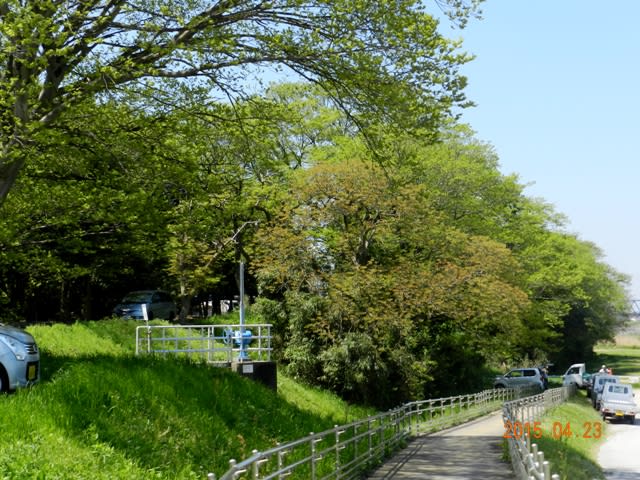 櫨の木の新芽の画像