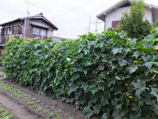 ナーベラー（へちま）が食べごろになりました - ゆみちゃんの３６５日