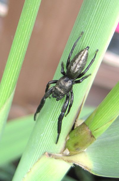 夏のクモたち その二 教室 自然いろいろブログ 夏のクモたち その二 教室 自然いろいろブログ