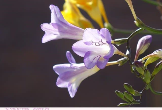 フリージア 薄紫色の花 都内散歩 散歩と写真