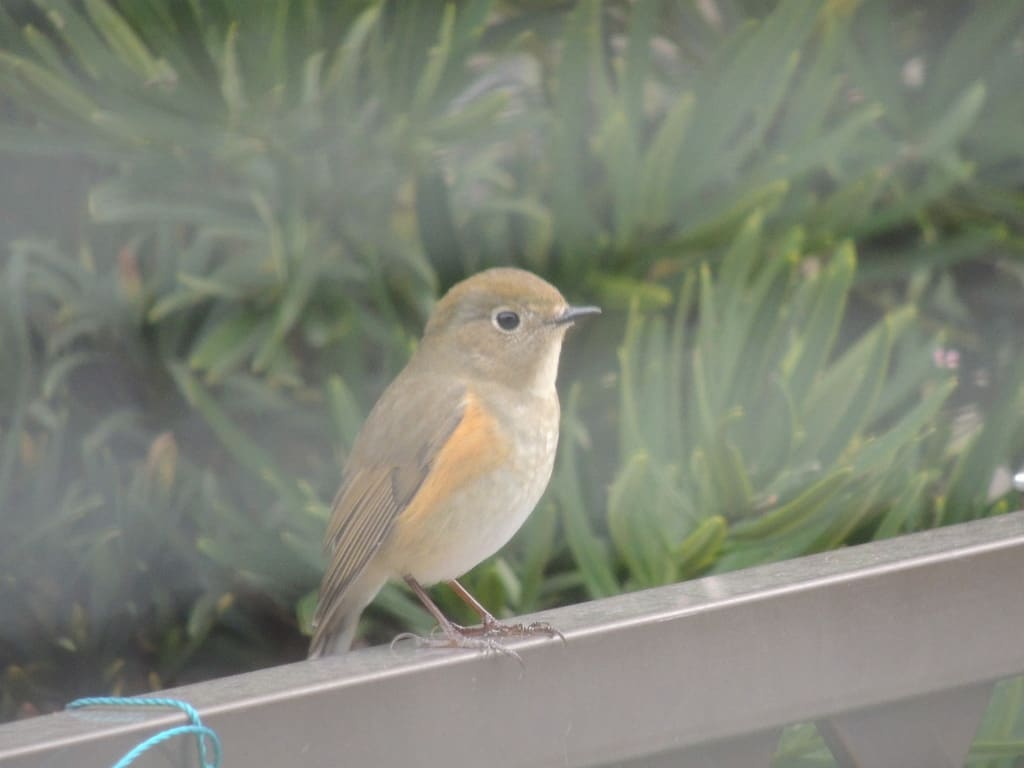 何と可愛い ルリビタキのメス 青空ーすべてはバランス