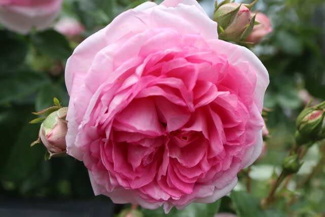 ピンクのつるバラ ジャスミーナ 春薔薇シリーズ 21 303 野の花 庭の花