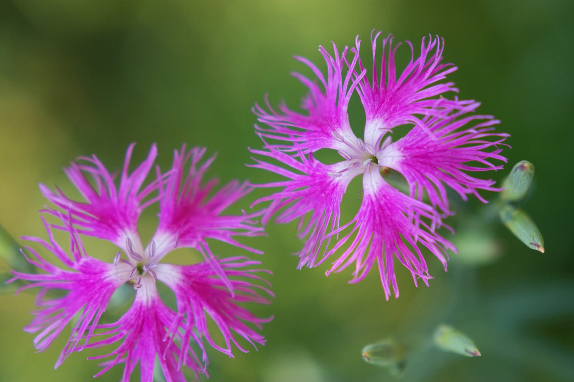 花の詩 なでしこ 花の詩 古都逍遥 京都 奈良編 日常のこと