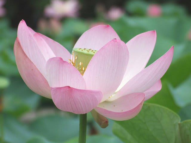 大賀ハスって こんなきれいな花 Hirai Net Blogs