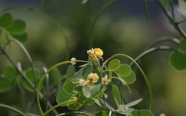 エビスグサ 夷草 マメ科 種子は決明子 ケツメイシ と呼ばれ 漢方薬 ハブ茶になります Country知多 花と野鳥と家庭菜園の写真日記