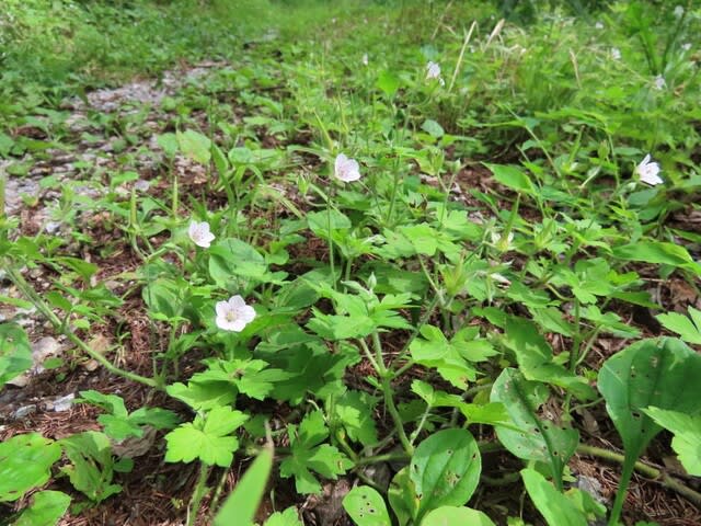 高ボッチ高原・鉢伏山の植物　ゲンノショウコ（現の証拠）