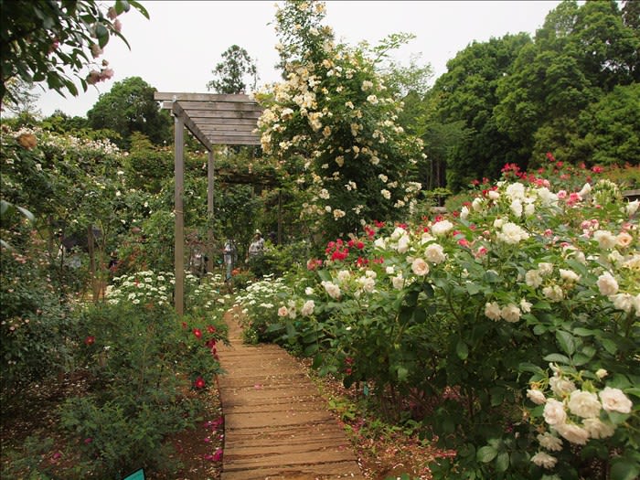 佐倉市草笛の丘のバラ展に賛助出品 - 山の花は友達