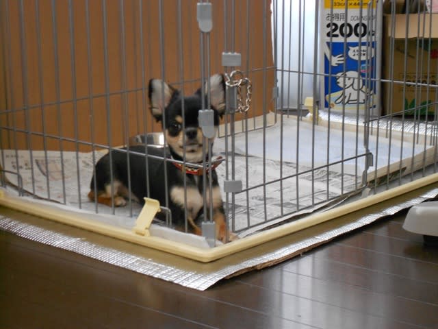 極小チワワの うにちゃん のお泊り マキドッグ のブログ 極小チワワの うにちゃん のお泊り マキドッグ のブログ