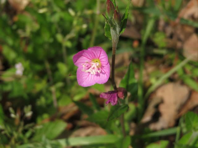 ピンクの小さな花が可憐なアカバナユウゲショウ 054 野の花 庭の花