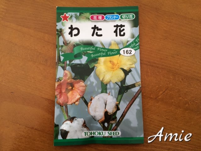 綿花の花言葉は母の愛 神奈川県川崎市のセレクトショップamie エイミー の代表が綴る徒然日記です